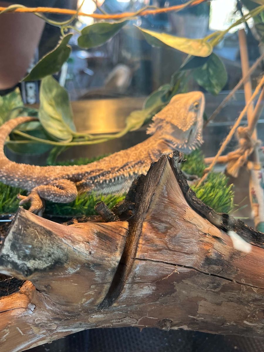 Pet Bearded Dragon with Full Tank Setup & Accessories - Ready for New Home!