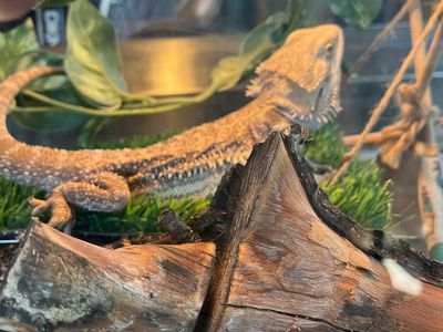 Pet Bearded Dragon with Full Tank Setup & Accessories - Ready for New Home!