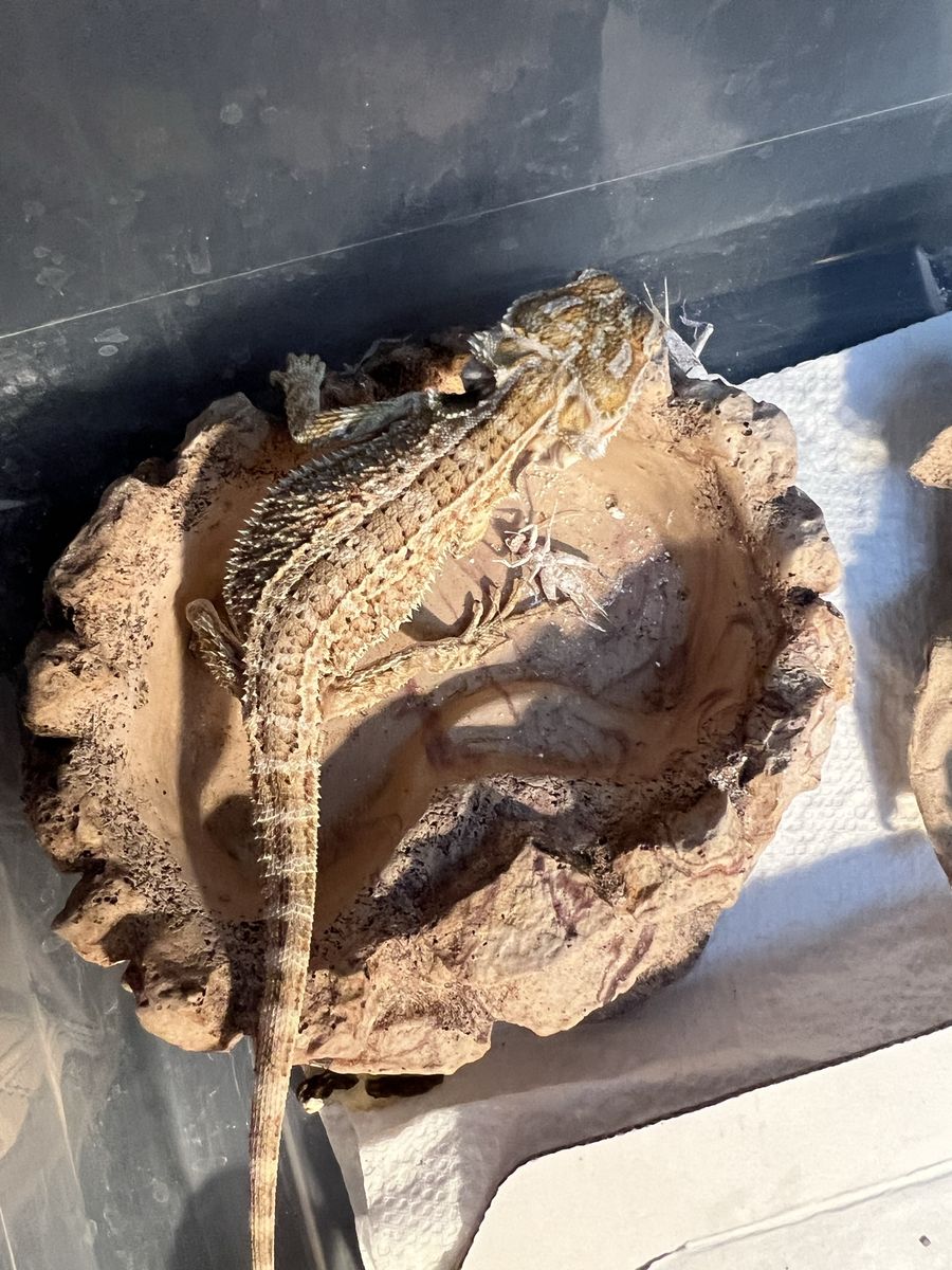 FREE - baby bearded dragon