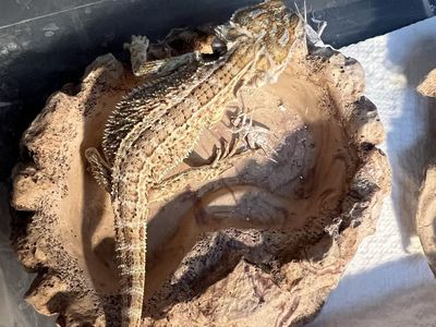 FREE - baby bearded dragon