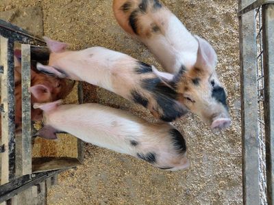 Show Pigs For Sale