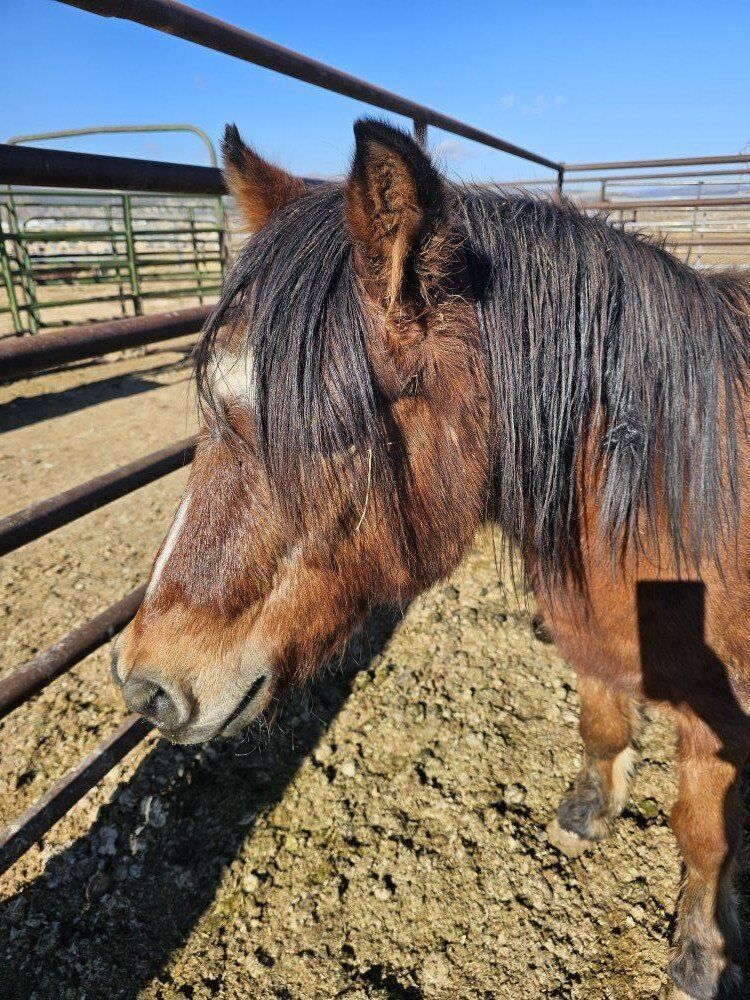 14 Year Old Gelding Pony