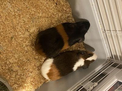Two Female Guinea Pigs With Supplies