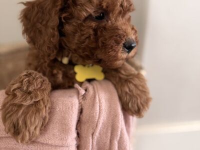 Adorable Mini Goldendoodle Puppies