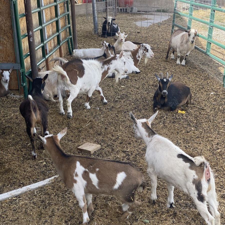 Nigerian Dwarf Goats - kids