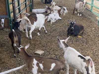 Nigerian Dwarf Goats - kids