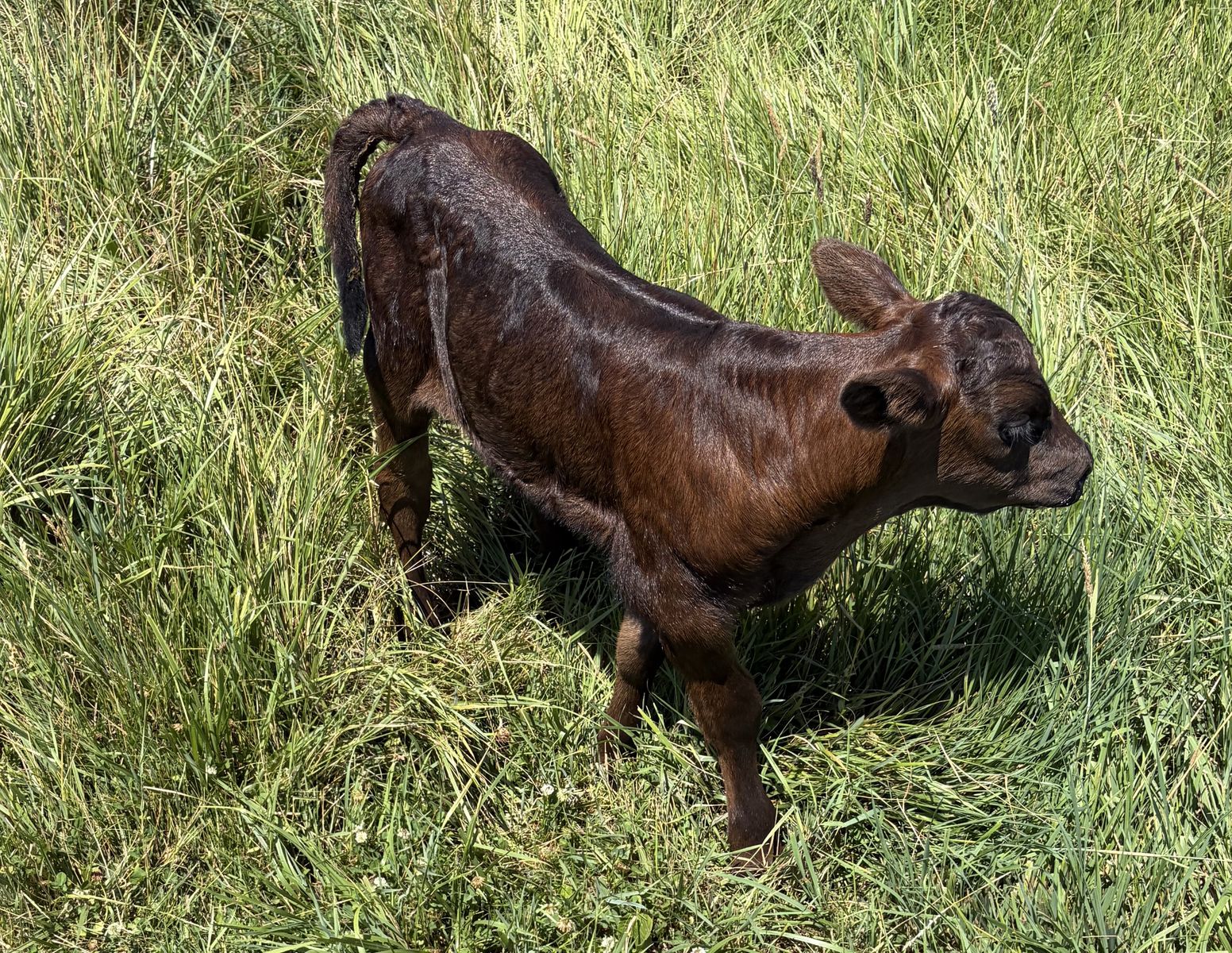 Day old twin bull calf