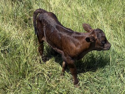 Day old twin bull calf