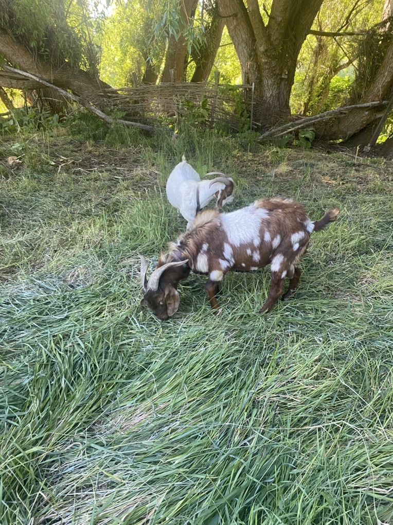 Boer Billy For Stud