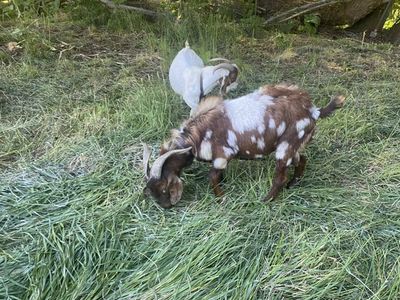 Boer Billy For Stud