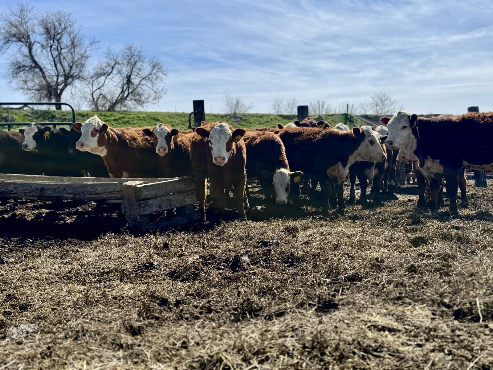 30 HEAD YEARLING HEREFORD & SOUTH DEVON HEIFERS