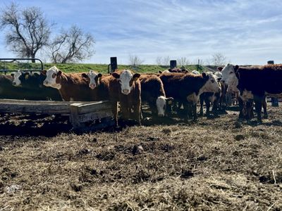 30 HEAD YEARLING HEREFORD & SOUTH DEVON HEIFERS