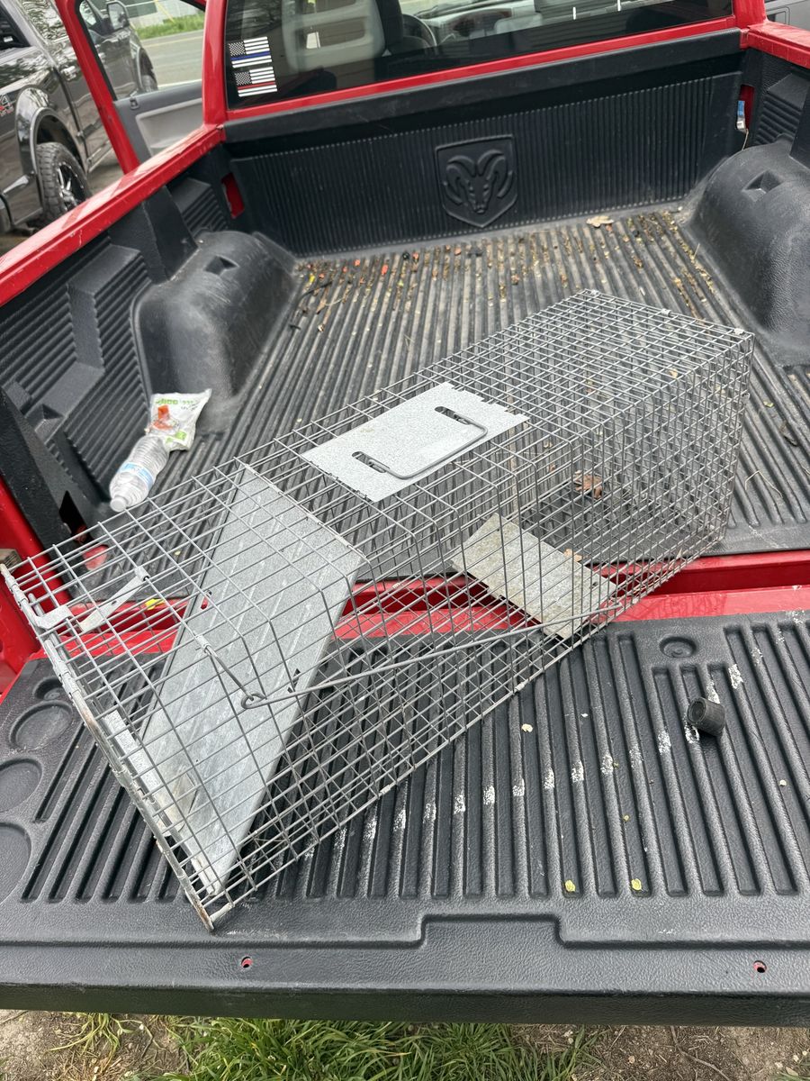 Raccoon Trap