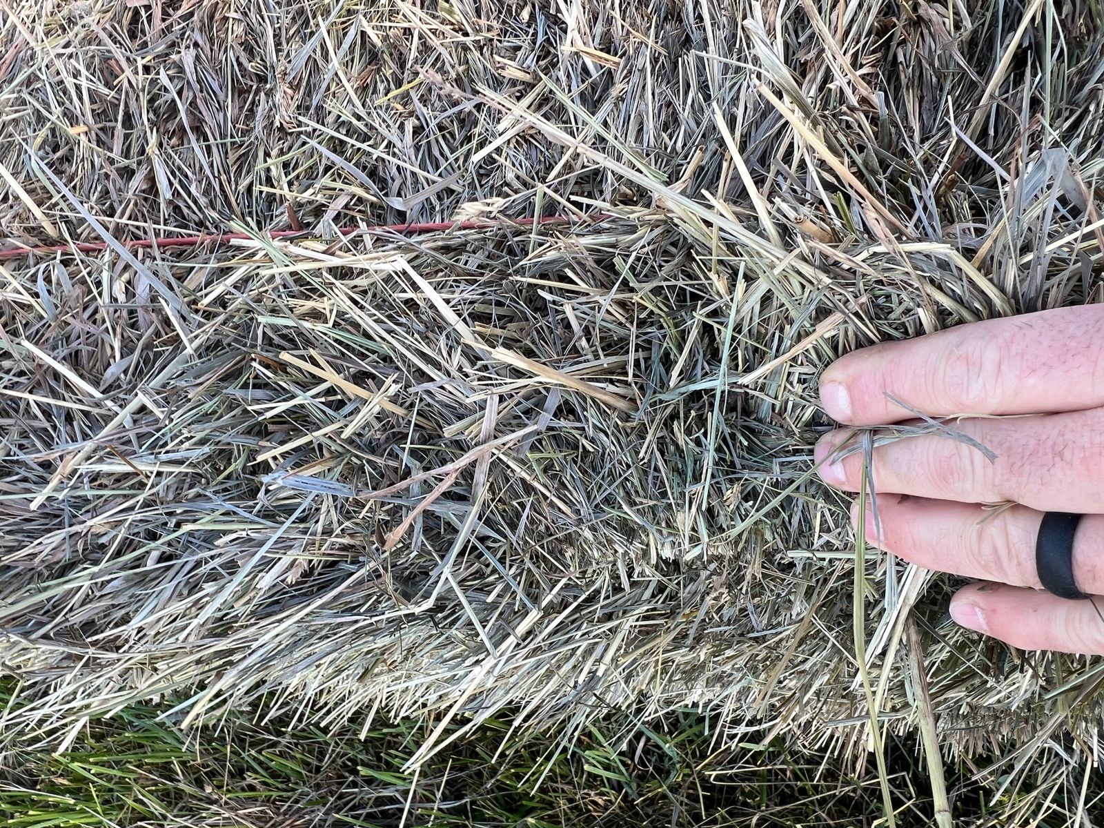Grass Hay