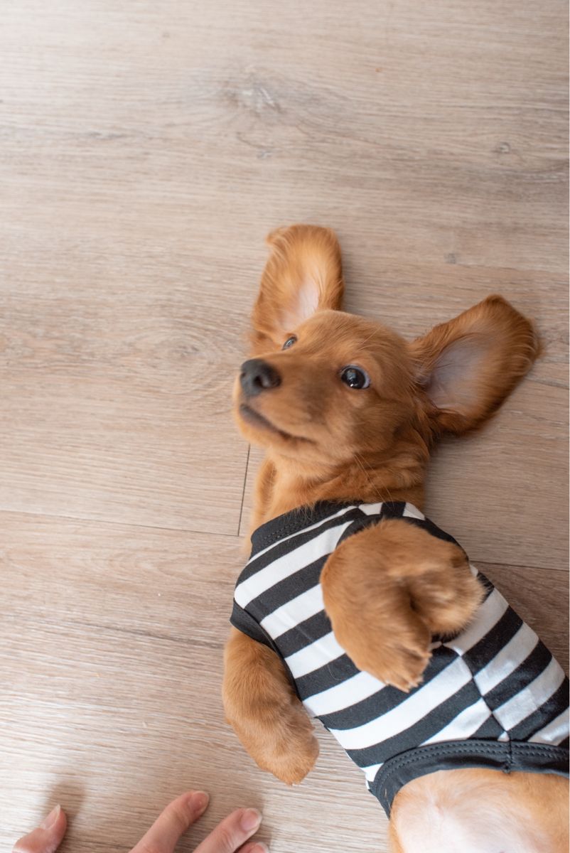 Longhaired mini dachshund puppy