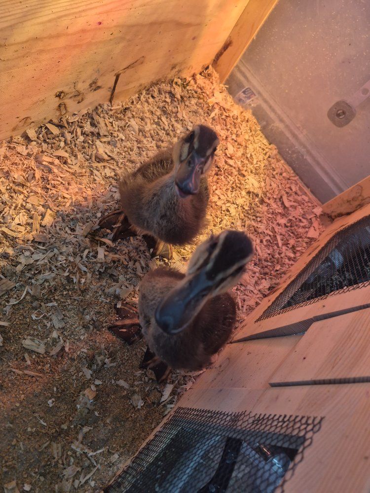 2 rouen ducks