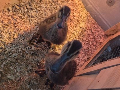 2 rouen ducks