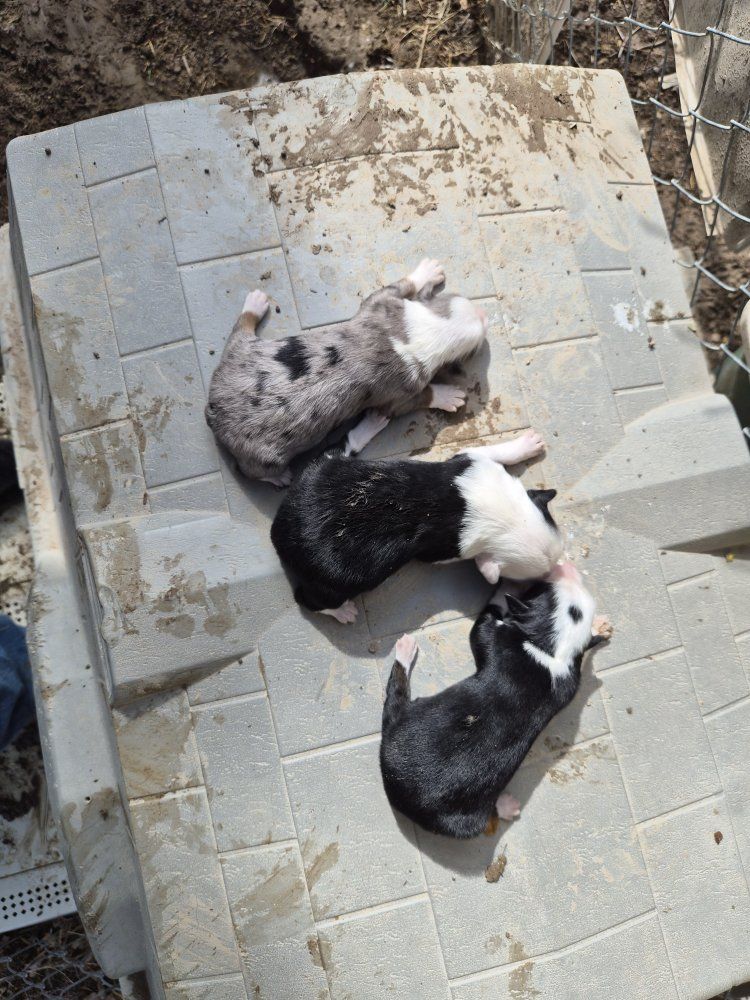toy aussie poodle puppies