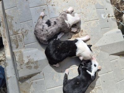 toy aussie poodle puppies