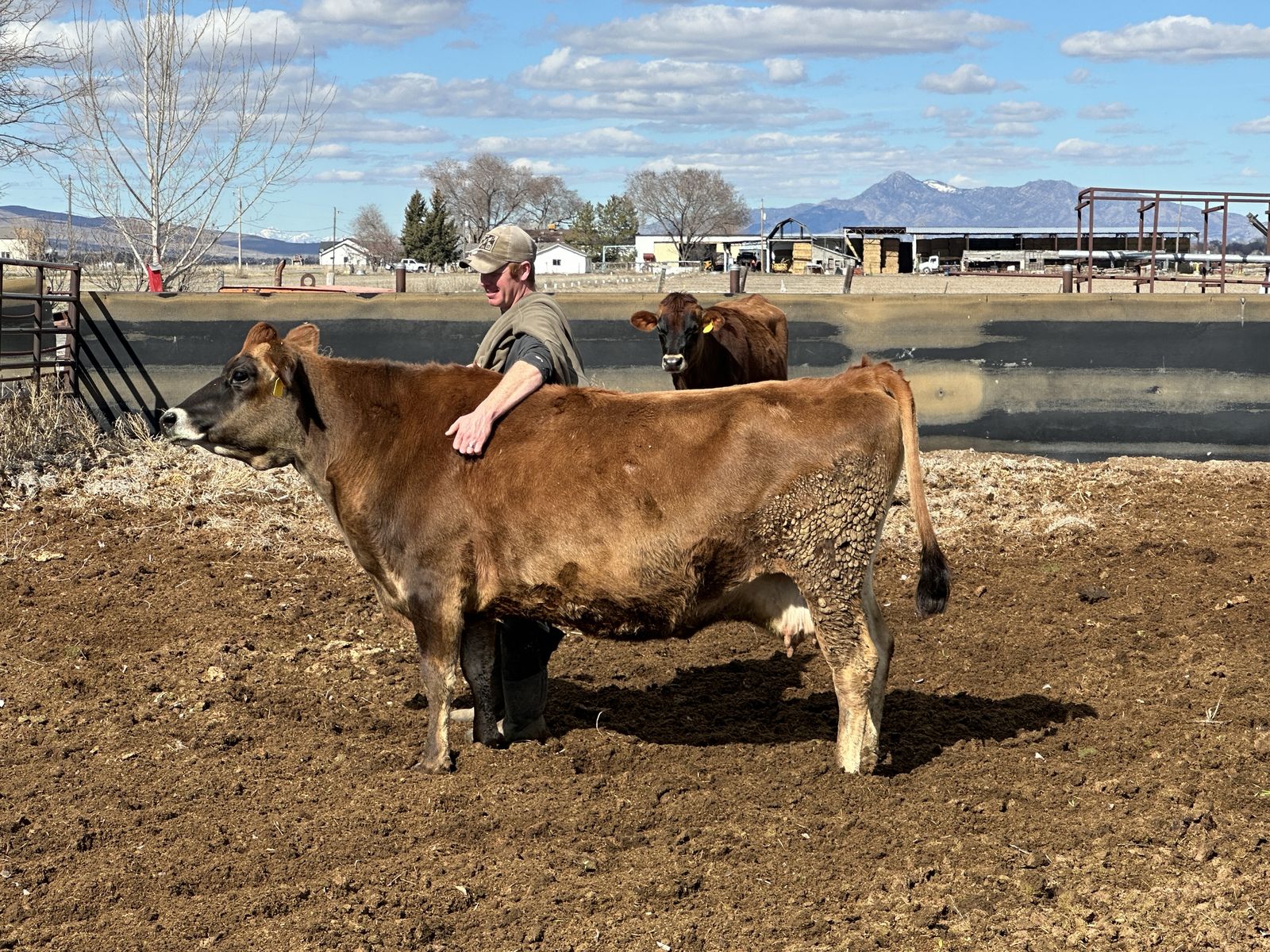 A2A2 Certified Jersey Milk Cow