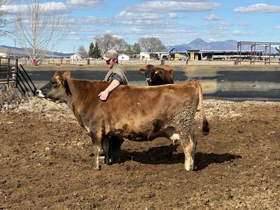 A2A2 Certified Jersey Milk Cow