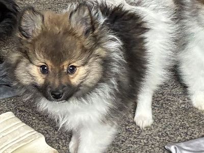Memorial weekend sale 12 week old Pomeranian male Parti color