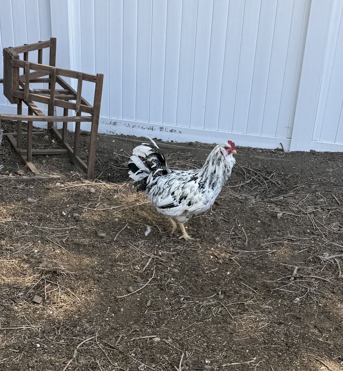 Young Rooster