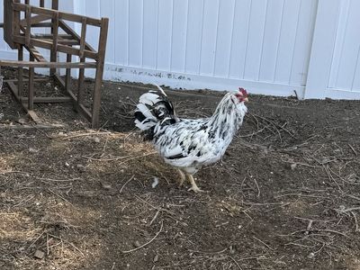 Young Rooster