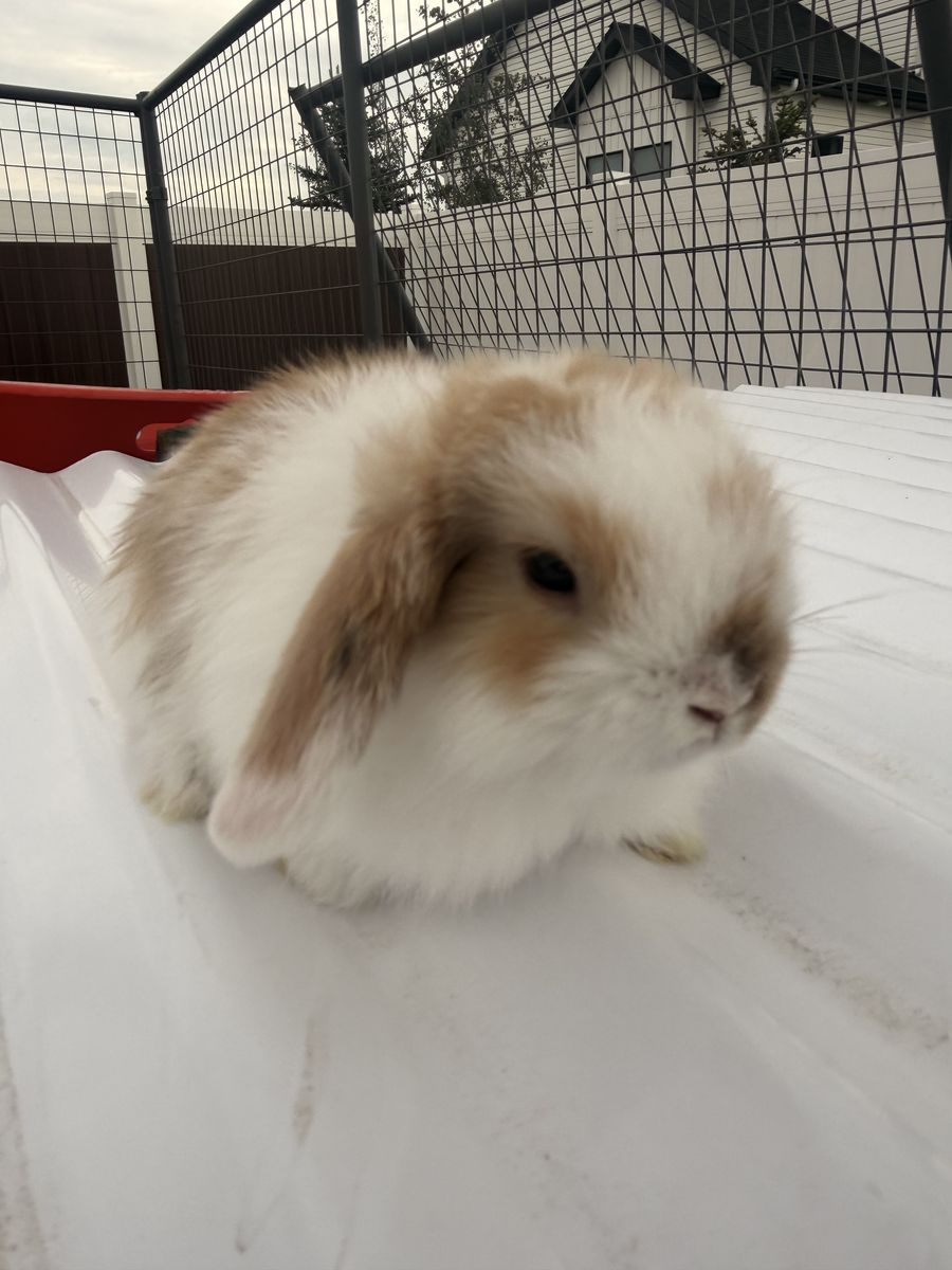 Holland lop babies