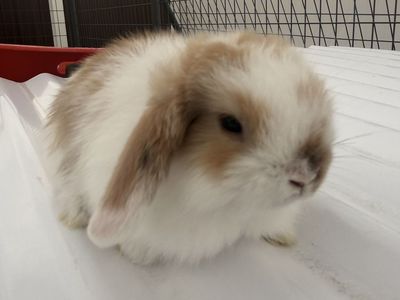 Holland lop babies