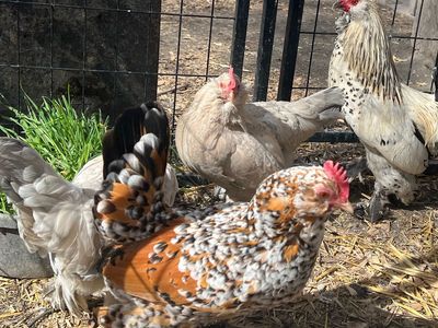Belgian D'Uccle's And Serama Hatching Eggs