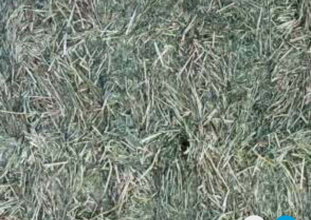 Quality Alfalfa 3x4 Bales