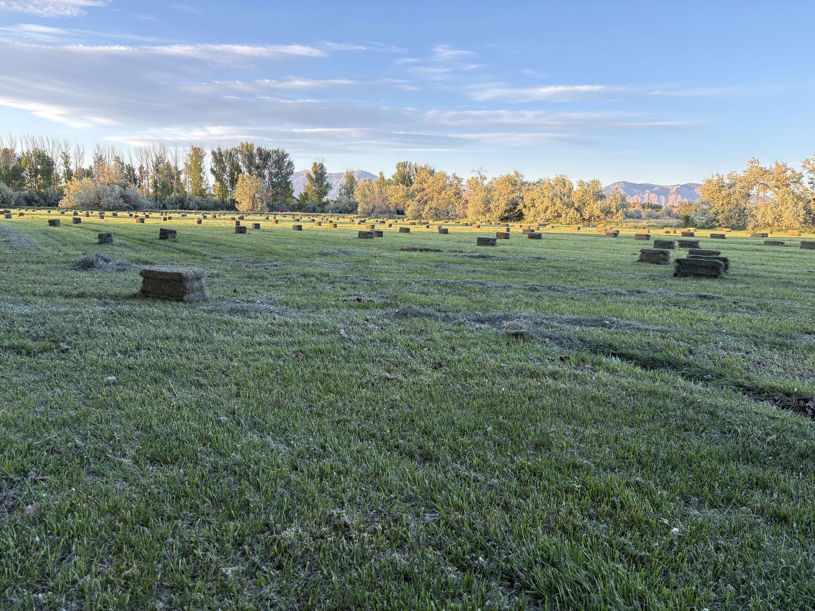 Grass Hay