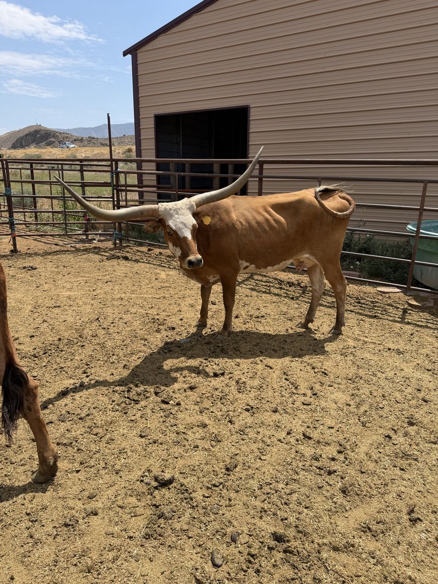 Long horn cow