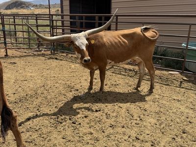 Long horn cow