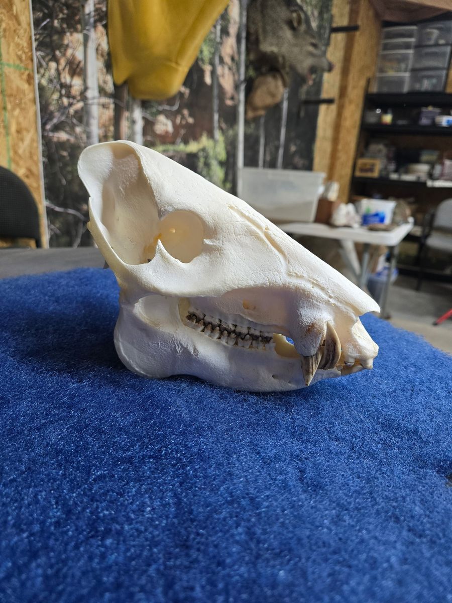 Main image 6