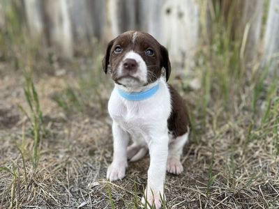 Labrador, German Shorthair Pointer, Leopard Catahoula mix puppies