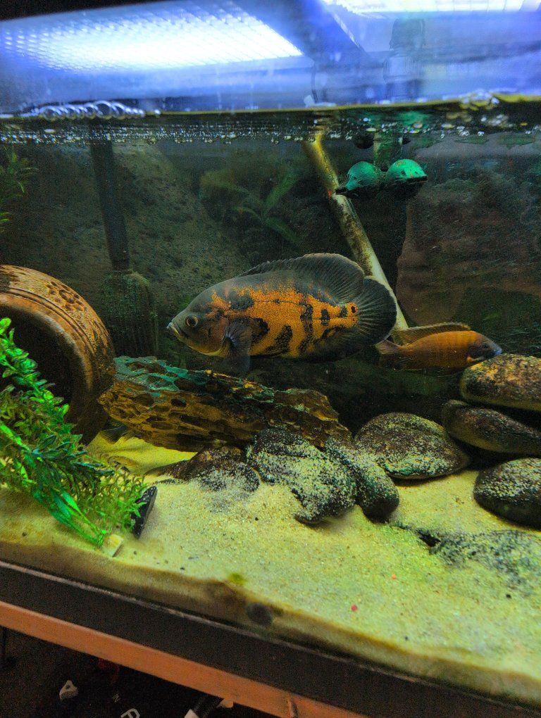 Oscar Fish for Sale