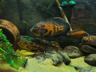 Oscar Fish for Sale