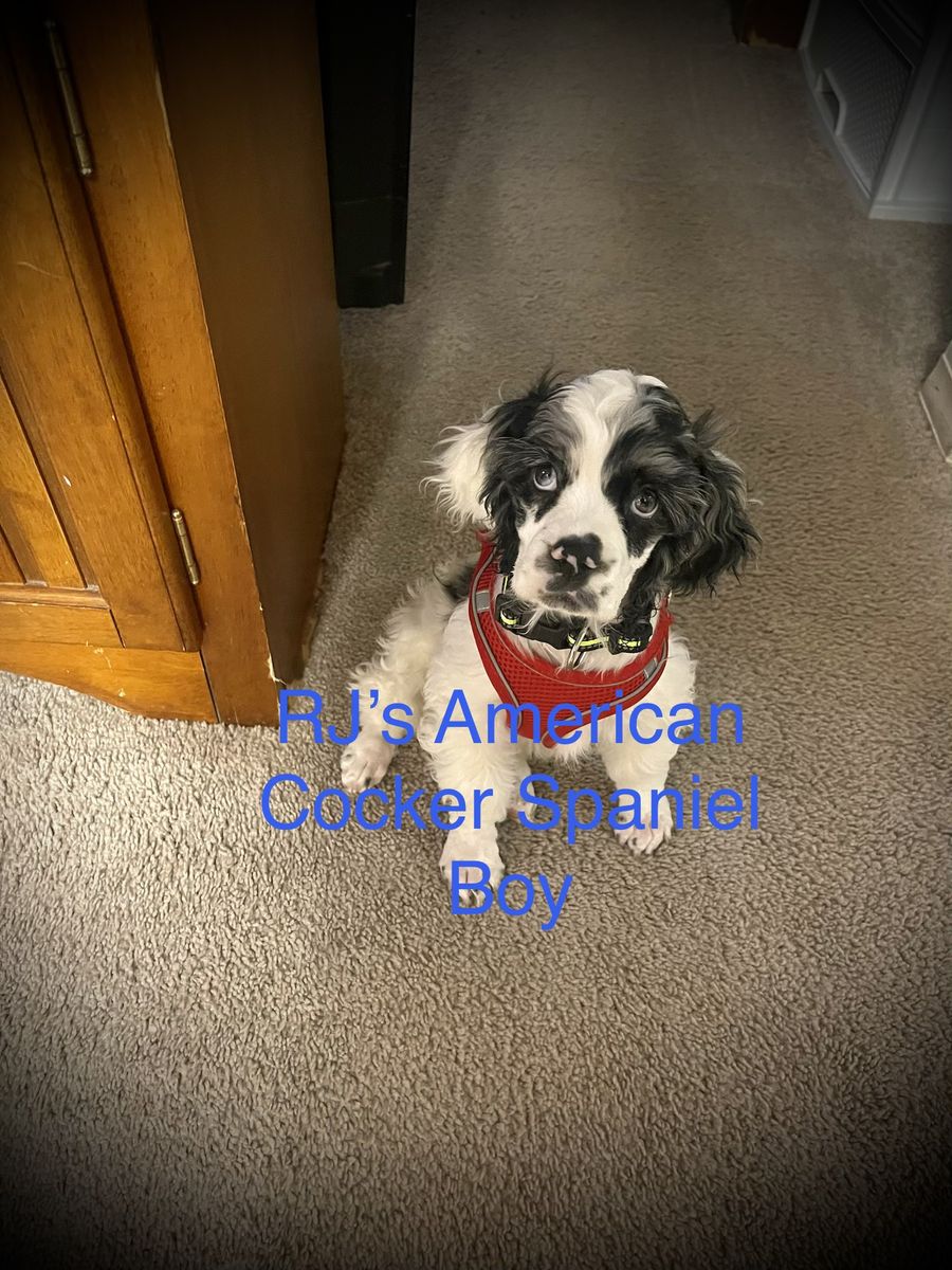 AKC American Cocker Spaniel Puppies