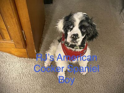 AKC American Cocker Spaniel Puppies