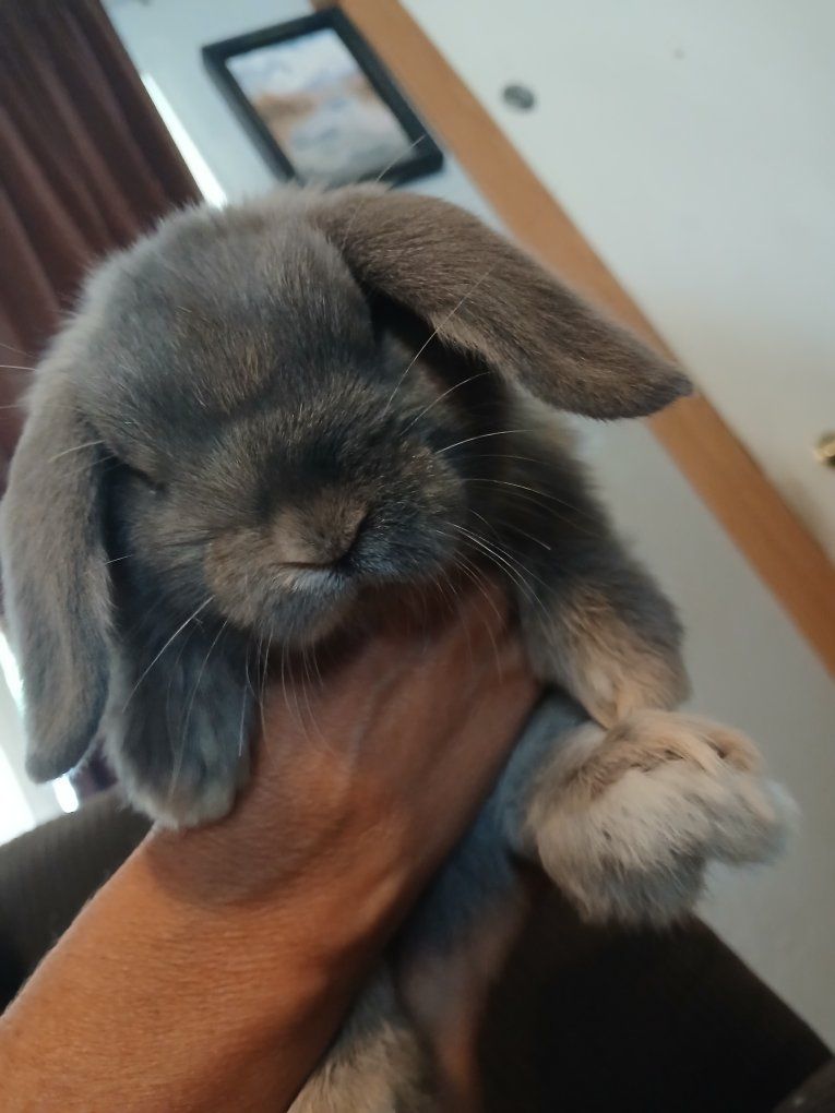Holland Lop Baby boy 