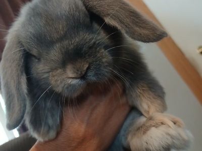 Holland Lop Baby boy