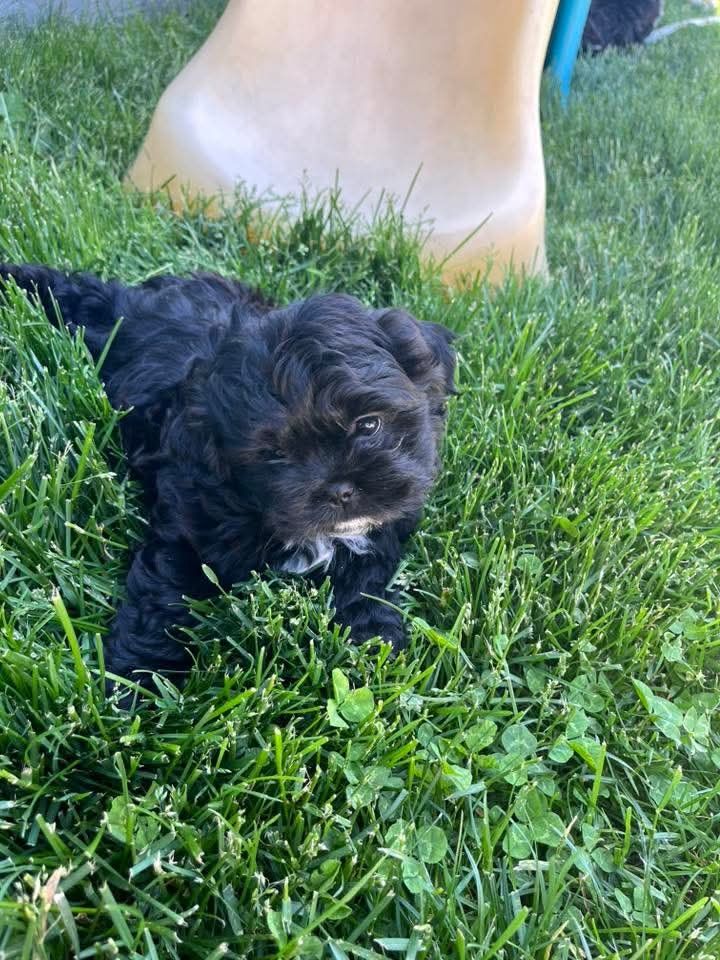 shih tzu girl