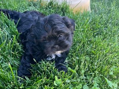 shih tzu girl
