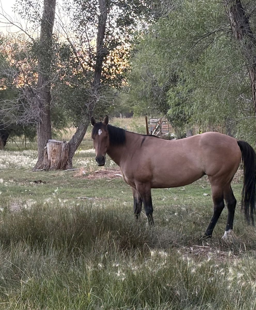8 year old Recip/Broodmare