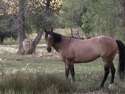 8 year old Recip/Broodmare