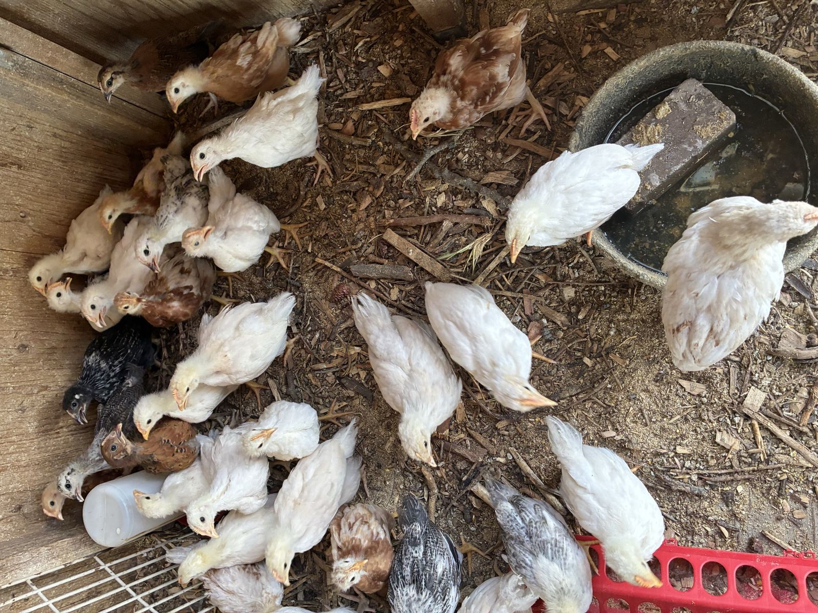 Two month old Roosters
