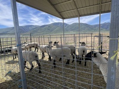 Sheep