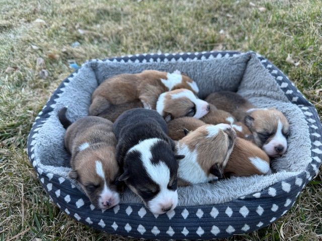 Corgi Puppies